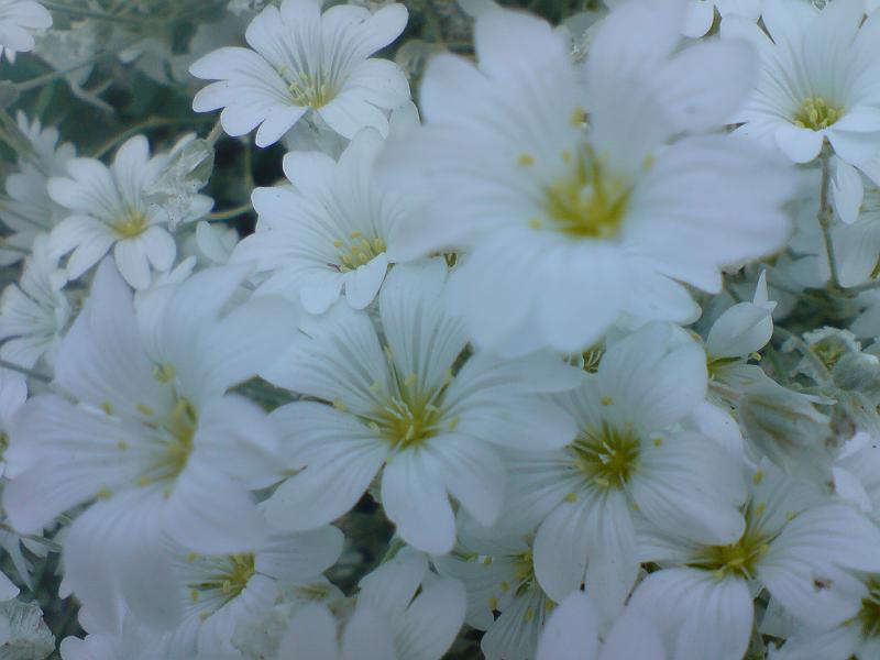 DSC00527.JPG