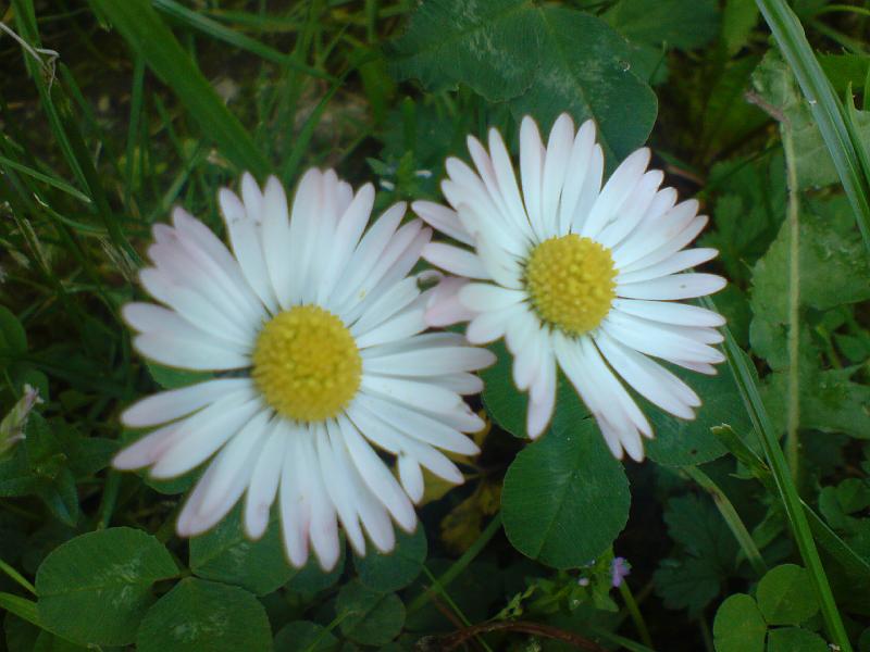 DSC00554.JPG