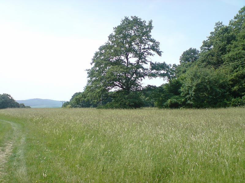 DSC00593.JPG