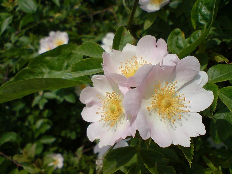 DSC00600.JPG