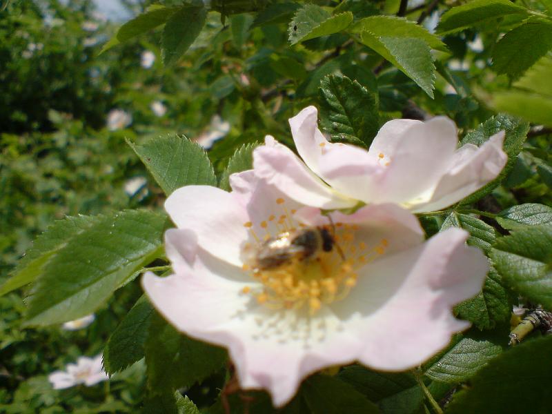 DSC00602.JPG