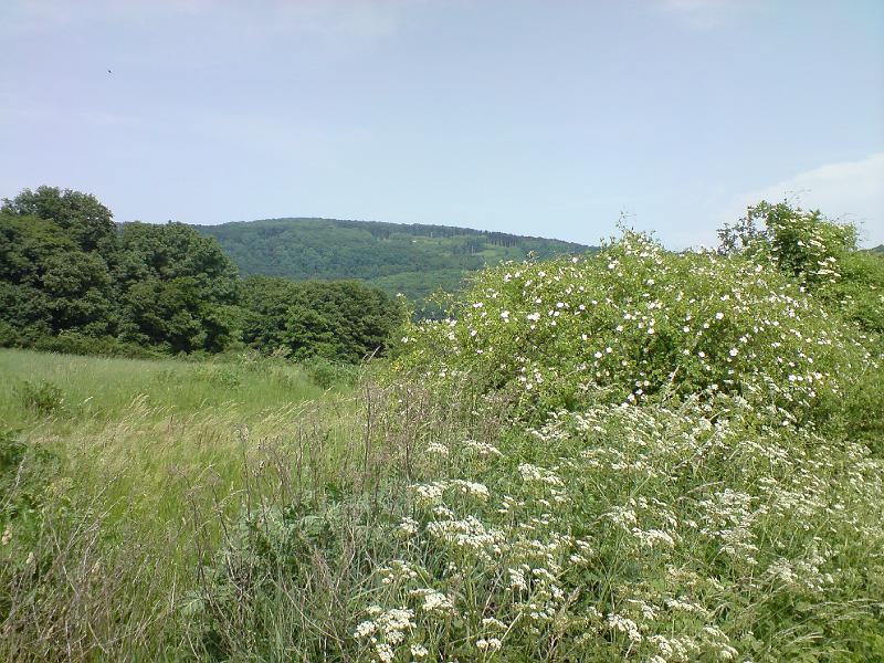 DSC00605.JPG